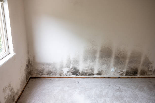 Best Basement Mold Removal  in Etna, PA